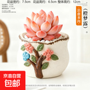 多肉小盆栽仙人球绿植带盆办公室桌面室内植物名贵仙人掌幼儿园礼 橙梦露+D112盆（送铺面石+肥料+土）