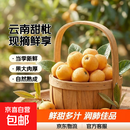 云南蒙自甜枇杷新鲜水果当季长虹琵琶枇杷现摘树上熟整箱 2斤尝鲜装（单果重30克+）