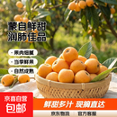 云南蒙自甜枇杷新鲜水果当季长虹琵琶枇杷现摘树上熟整箱 5斤尝鲜装（单果重30克+）