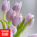 进口荷兰水培郁金香种球室内室外水养花卉植物盆栽四季耐寒五度球 浅紫色5球（周长8-10cm）+营养液