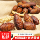 鲜活黄蚕蛹高蛋白营养食材3斤生鲜特色食材 蚕蛹低温处于休眠状态 黄蚕蛹（大黄） 1斤
