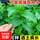 【亏本冲量】食用薄荷种子四季可播香柠檬薄荷多年生阳台盆栽驱蚊 薄荷种子1包【约300粒】