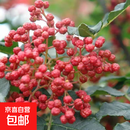 正宗麻椒花椒树苗南北方庭院种植耐寒新品种花椒树苗盆栽地栽大苗 泰安一号 3年苗2棵