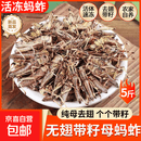 【包邮】带籽母蚂蚱无翅膀纯母蚂蚱蚂蚱速冻新鲜大蚂蚱烧烤食材 去翅母蚂蚱3斤