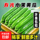 寿光水果黄瓜现摘现发新鲜采摘 水果小黄瓜带箱4斤