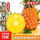 海南正宗金钻凤梨台农17号新鲜水果树熟手撕 净重4.5斤装【单果650g起】