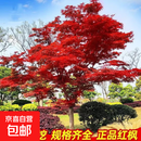 红枫树苗日本红枫红舞姬三季红中华小叶红庭院盆栽地栽四季红枫树 红枫树苗2公分粗