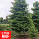 金丝楠木树苗原生苗金丝楠木树苗盆栽地载小叶桢楠树苗南北方种植 8公分粗【1棵】
