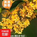 桂花树苗盆栽室内四季桂花卉植物金桂丹桂庭院大树浓香型绿植开花 【金桂】 粗1cm 高0.8-1米土球发货