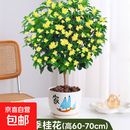桂花树苗盆栽室内四季桂花卉植物金桂丹桂庭院大树浓香型绿植开花 精品四季桂花60-70cm【原土球发货】