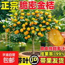 金桔树树苗盆栽脆皮金桔苗金橘可食用带果四季橘子客厅室内外果树 （精品）脆皮金桔6年苗【带果多发货】