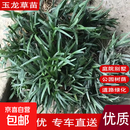 玉龙草日本矮麦冬草庭院草苗草坪真草绿化草花园别墅四季常绿草皮 日本矮麦冬草/玉龙草5斤 10cm以下