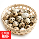 无抗富硒新鲜鹌鹑蛋五谷杂粮喂养现捡现发营养丰富宝宝辅食鹌鹑蛋 60枚家庭实惠装可生食