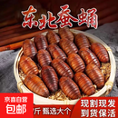 鲜活黄蚕蛹高蛋白营养食材3斤生鲜特色食材 蚕蛹低温处于休眠状态 黄蚕蛹（大黄） 2斤