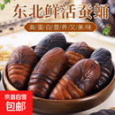 鲜活蚕蛹肉小二黄蚕肉营养美味东北特产生鲜蚕蛹高蛋白 新鲜二黄蚕蛹 1斤