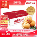 京鲜生 长城羊脂秋月梨 正宗大果 净重5斤 6-8粒 生鲜水果礼盒