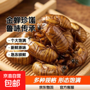 山东特产大个头新鲜金蝉知了猴节流龟知了龟50只-200只爬叉猴 山东大金蝉100只