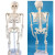 钢骑士 85cm人体骨骼模型 全身骨架人体模型小骷髅教学模型脊椎模型 45CM人体骨骼-无神经款 