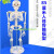 45CM 85cm人体骨骼模型 全身骨架模型成人小骷髅教学模型脊椎模型 85CM人体骨骼（无神经）