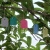 安赛瑞 PVC植物吊牌 彩色防水标签吊签牌 花卉园艺塑料小挂牌 长6宽4cm1000张绿色 530339