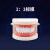 牙科教学模型可拆卸医患沟通教学备牙牙齿口腔假牙模型摆件 标模1：1