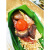 牧马安达乌米手工新鲜肉粽鲜肉大粽子板栗梅干菜蛋黄肉粽子 香菇蛋黄肉粽220克*5只