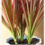 仟草集  五彩千年木盆栽 三色龙血树 七彩铁红竹观叶植物  不含盆 单棵 60-70厘米左右