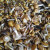 橙伯乐黄蘑菇干菌散装小黄油蘑500克 250g