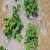 希万辉 白地膜农用保温保湿蔬菜大棚种植除草防草耐拉扯塑料薄膜 白色1卷装 0.6m宽2400m0.6丝10.5斤