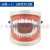 人体牙齿刷牙示范模型 自然大护理牙模型 牙齿 早教 1：1口腔模型 1：1口腔模型