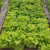 红人迷奶油蔬菜紫生菜紫包菜种籽美国大速生菜种子阳台庭院均可播种四季 结球生菜3包