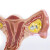 子宫模型 卵巢 阴道 女性内外生殖器官模型 生殖科妇科演示 病理子宫