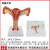 女性生殖模器模型女性生殖模器模型私密子宫模型教具妇科卵巢解剖 病理子宫+正常带盖子宫二合一