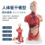 钢骑士 人体躯干解剖模型 器官可拆卸医学教学心脏内脏模型 28CM无性躯干（可拆15件） 