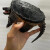 霆特北美小鳄龟杂佛鳄龟苗活物小乌龟宠物活泼外塘凶猛食用幼苗活体 杂佛小鳄2-3厘米 1只单身龟