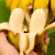 【9斤装】广西小米蕉 香蕉水果 当季水果新鲜10斤整箱banana自然熟整箱苹果香蕉 粉芭蕉