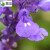 蓝萼粉萼鼠尾草种子花籽花卉种子野花草花野花组合种子 半斤