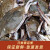 【销量60W+只】舟山超大梭子蟹鲜蟹活冻大螃蟹生鲜飞蟹大肉蟹 4斤6-8只【139】