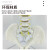 人体脊柱模型1:1成人医学正骨练习骨骼模型颈椎腰椎脊椎骨架模型 45CM立式脊柱附肌肉着色