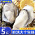 特米尼红鲜活海蛎子带壳生蚝新鲜牡蛎海鲜水产生鲜 XL(33-40个)