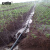 安赛瑞 喷水带 滴灌微喷带 节水喷灌大棚灌溉水带 150米直径50mm壁厚0.3mm 27088