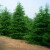 雪松树苗宝塔松圣诞树大型盆景庭院花园绿化四季常青耐寒植物 2.5米左右 50cm(含)-60cm(不含)