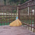 竹老式扫帚农村竹丝庭院笤帚扫把户外环卫通用大老式扫院子 防腐布扎竹丝 长1.5米宽60厘米