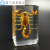 真实昆虫标本透明树脂创意小摆件幼儿园教学观察玩具蝎子蜘蛛甲虫 红腿金龟子