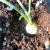 秋颖龟甲龙南非龟甲龙 块根多肉植物爬藤绿植室内净化空气盆栽 修叶发 南非龟甲龙1-1.5cm左右