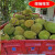 广西菠萝大树菠萝蜜榴莲菠萝蜜应季孕妇应季水果 9-10斤