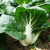 北蔬适合秋天种的蔬菜种子大全农科院寿光菜籽批发 雪玲珑奶白菜种子 5g/袋