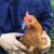 鸡嘴卡环 防啄鸡嘴环罩镜的替代品 笼养蛋鸡啄肛镜 野鸡用500枚60天-4个月用D