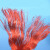 勤致（QINZHI）聚乙烯材料PE红色尼龙绳绳编织红色晾衣捆绑伞户外绳 3毫米粗100米长