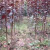 萌肉居紫叶李树苗红叶李子庭院地栽南方北方种植绿化苗木粗细可选 约3公分粗1棵